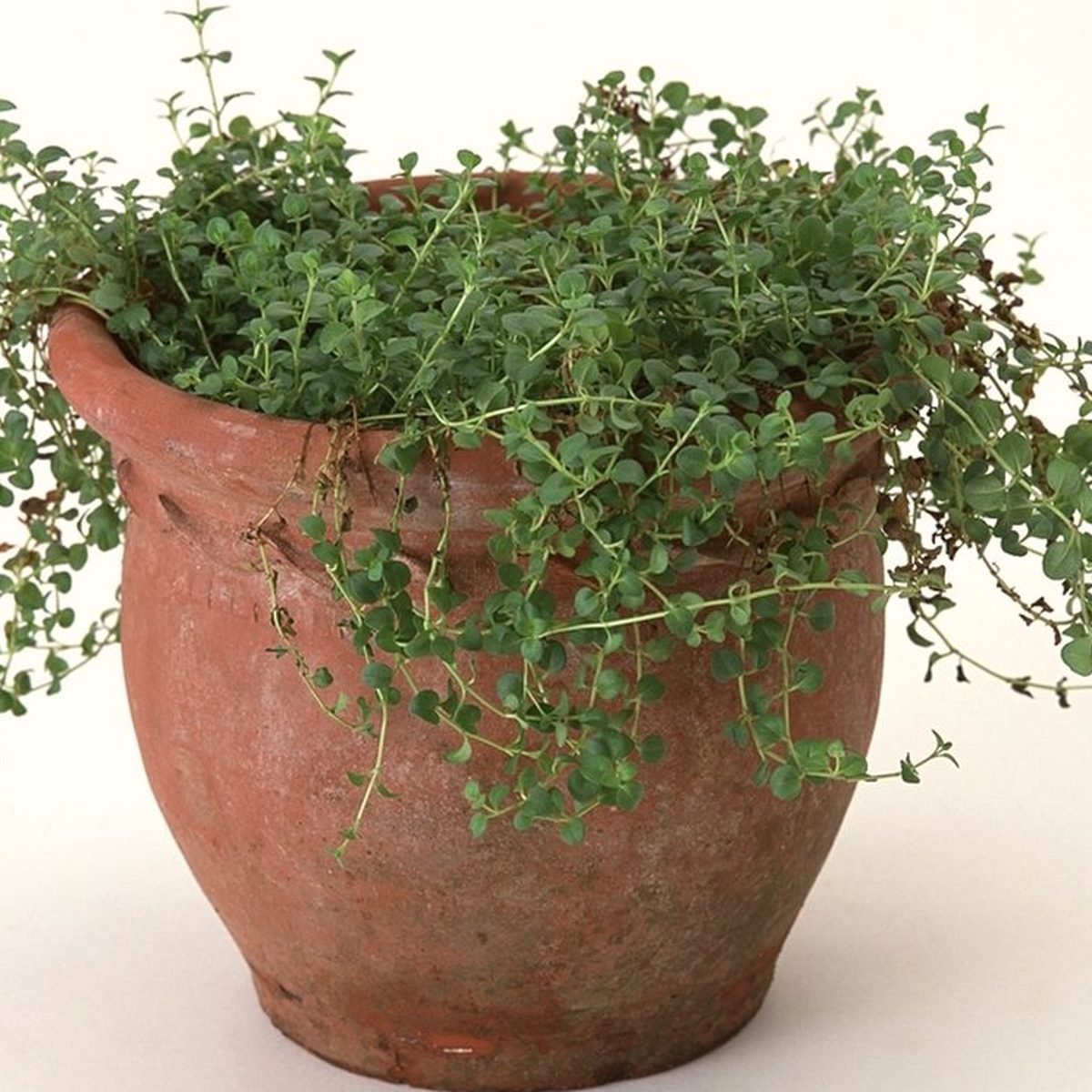 Terracotta Planter, another view