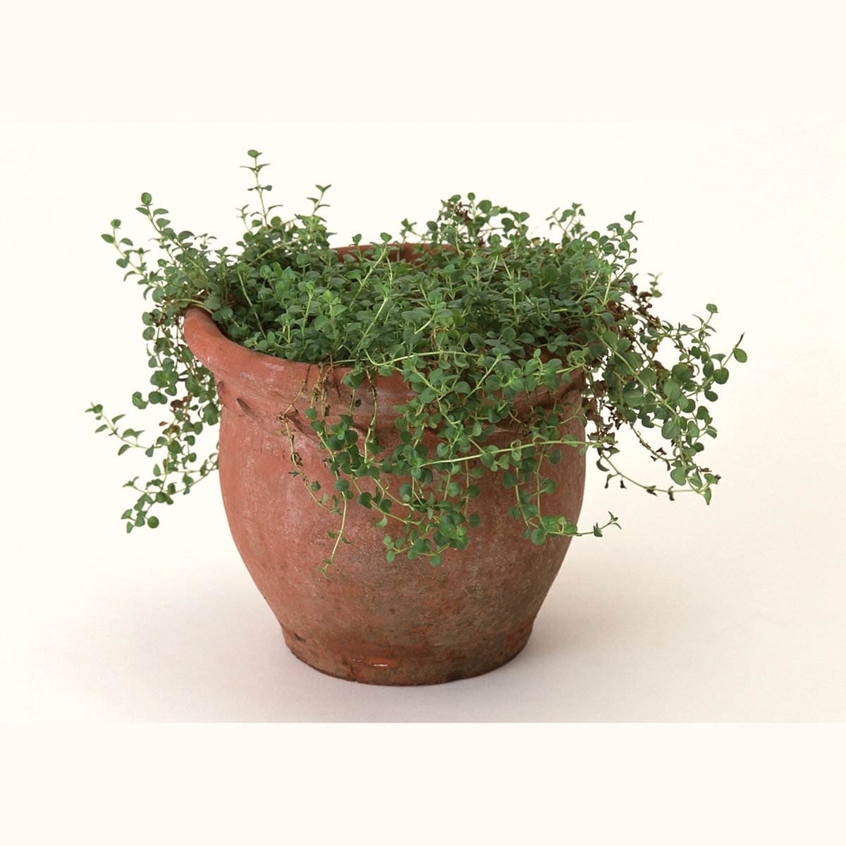 Houseplants that love terracotta