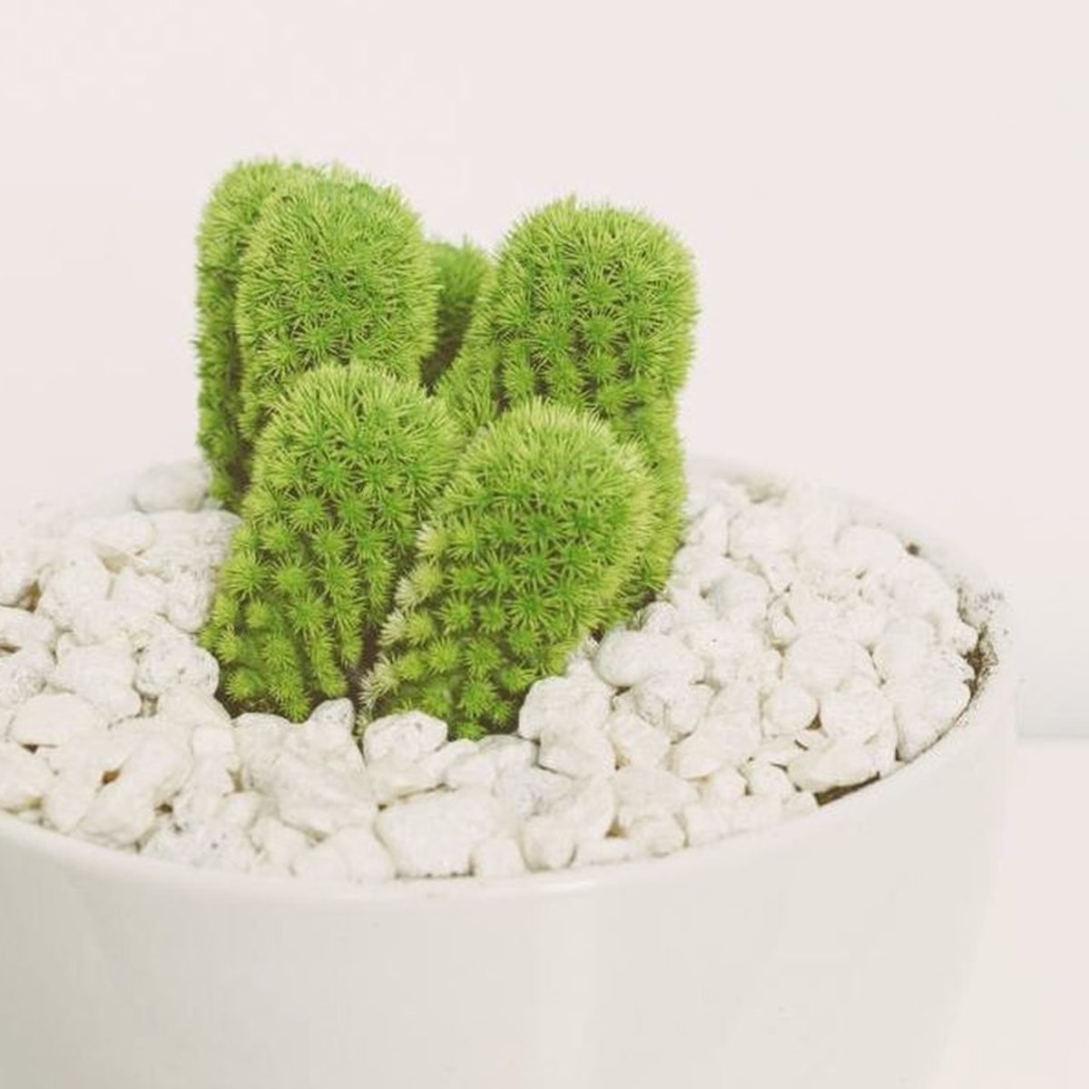 White Ceramic Planter, another view