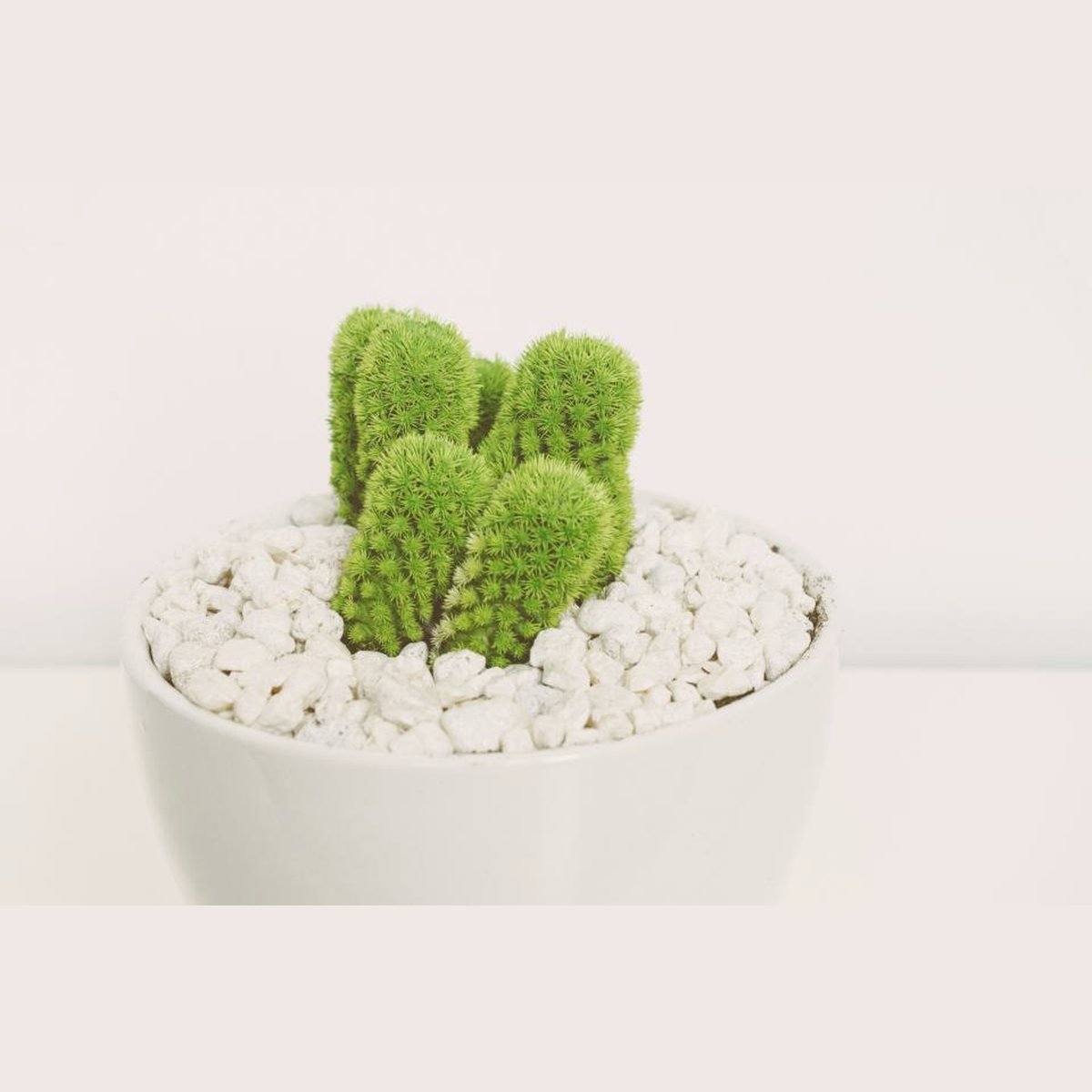 White Ceramic Planter